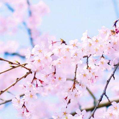 manbetx官网在线登录